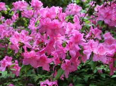 Rhododendrenblüten