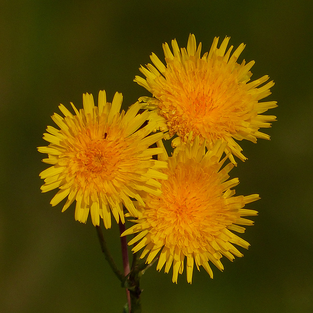 Sowthistle