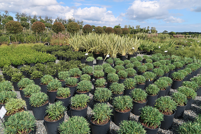 Many Euphorbias