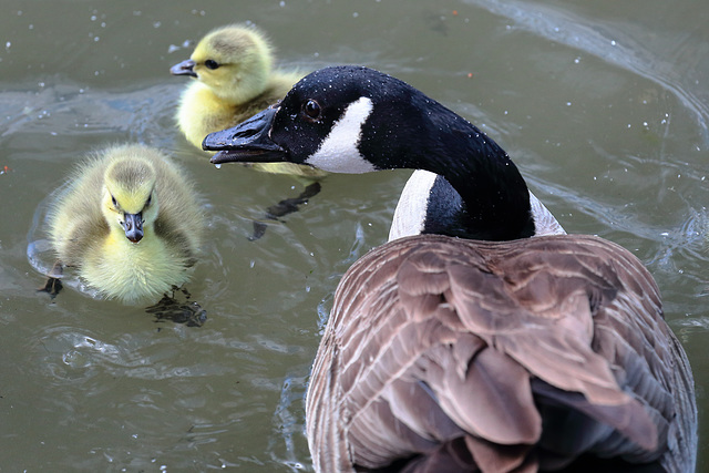 EOS 6D Peter Harriman 15 05 23 8463 DintonPastures dpp
