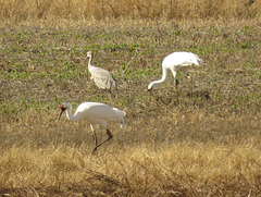 Whooping cranes