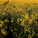 #40 - digipic - Yellow rape field - 34̊ 0points