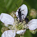 20110519 2692RAw [D~MI] Käfer, Weißpunktiger Schwertlilienrüssler, Großes Torfmoor, Hille