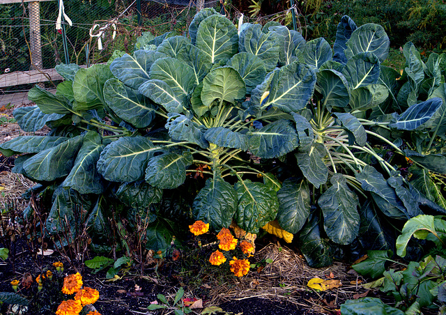 Community garden, end of season