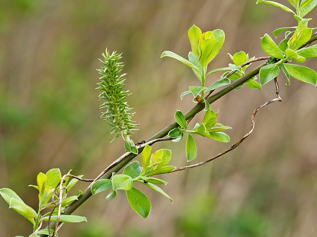 Grey Willow Tree........New Growth