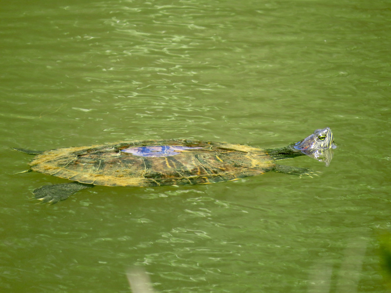 Painted turtle