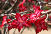 Desert Rose (Explored)