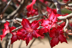 Desert Rose (Explored)