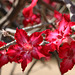 Desert Rose (Explored)