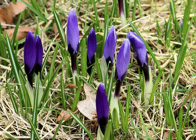 Frühlingserwachen