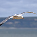 Sailing along the Jurassic Coast