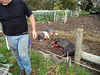 our pig weekend: Friday