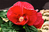 Roter Hibiscus