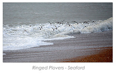 Ringed plovers flying along the beach Seaford - 6.1.2016