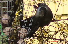 Jackdaw (Corvus monedula) at the feeders 04 A19