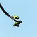 Blue-headed Parrots, Brasso Seco trip, afternoon