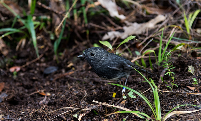 North Island Robin