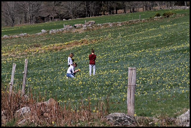 Prairies à jonquilles  (8)