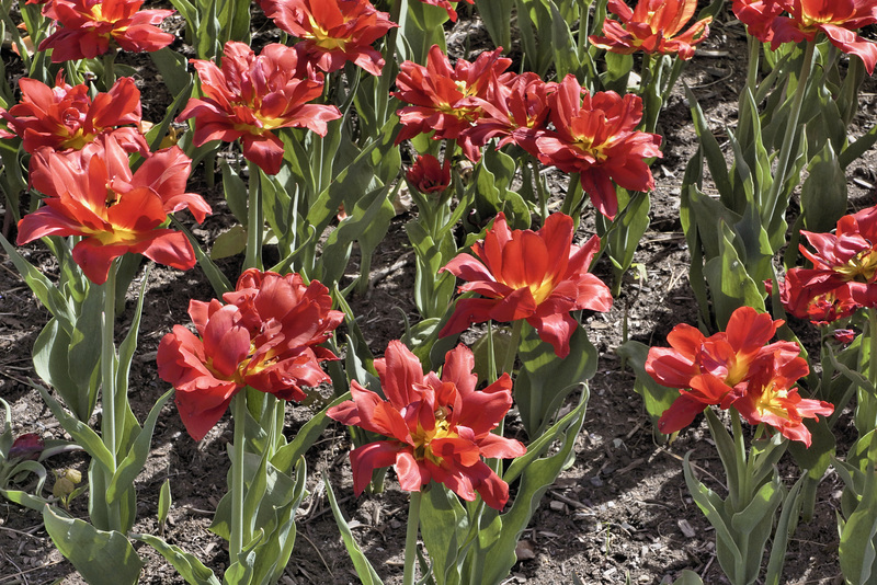 Seeing Red – Canadian Tulip Festival, Dow’s Lake, Ottawa, Ontario, Canada