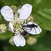 20110519 2693RAw [D~MI] Käfer, Weißpunktiger Schwertlilienrüssler, Großes Torfmoor, Hille