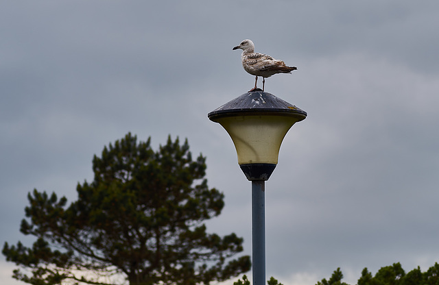 On Guard!