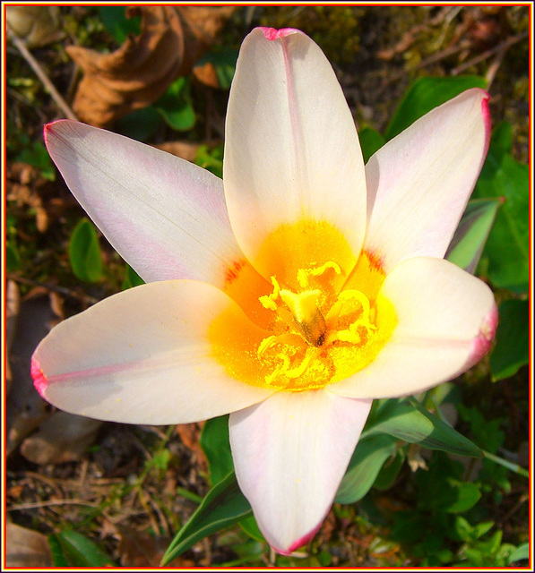 Botanische Tulpe