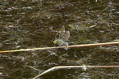 Libelle mit Spiegelbild