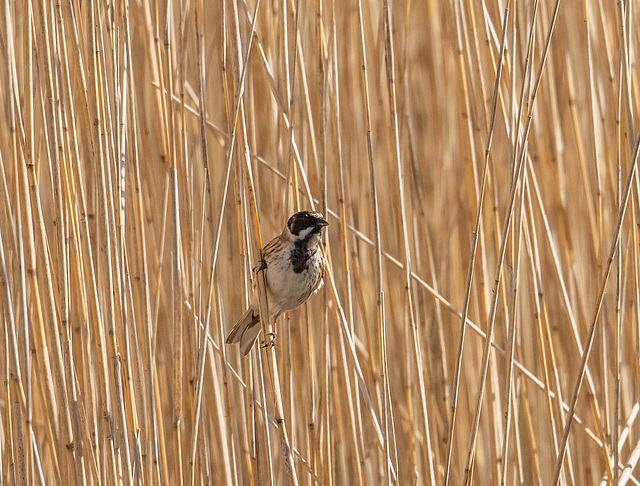 Reed bunting