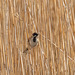 Reed bunting