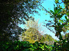 Foliage Against Sky.