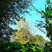 Foliage Against Sky.