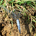 Black-tailed Skimmer m (Orthetrum cancellatum) 5