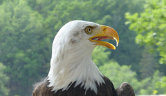 American bald eagle