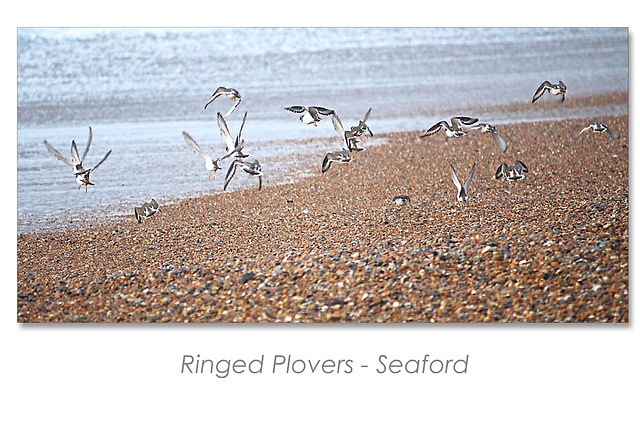 Ringed plovers taking off from the beach - Seaford - 6.1.2016