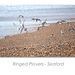 Ringed plovers taking off from the beach - Seaford - 6.1.2016