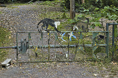 The Wildlife Gate – Seen from Highway 34, near Jaco, Puntarenas Province, Costa Rica