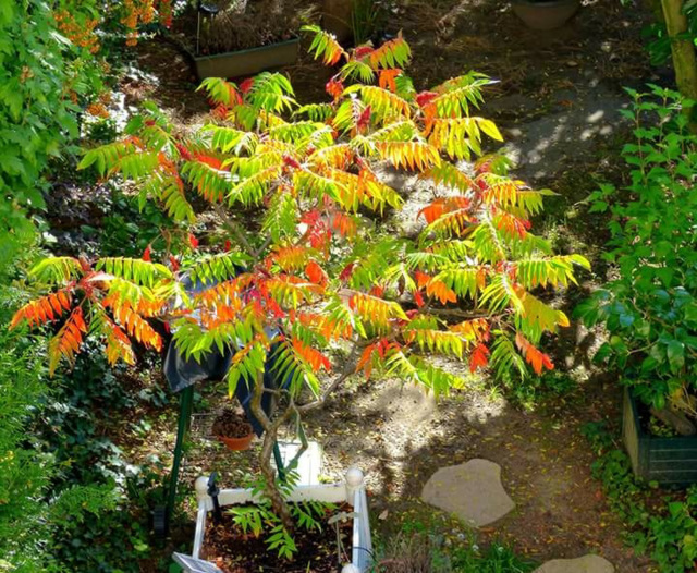 ... sumac... ... sumac...