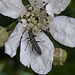 20110519 2697RAw [D~MI] Käfer, Großes Torfmoor, Hille-1