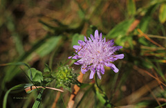 Knautia arvernensis - Knautie d'Auvergne