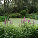 The pond, duckweed and purple loosestrife