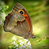 MANIOLA JURTINA