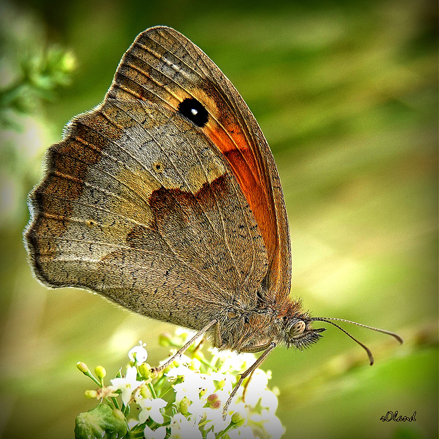 MANIOLA JURTINA