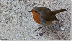Rouge gorge