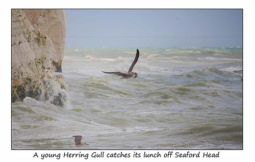 Gull lunches off Seaford Head - 15.9.2015
