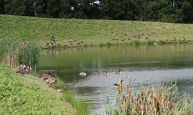 Lakeside geese