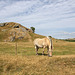 Norwegian fjord horse 3