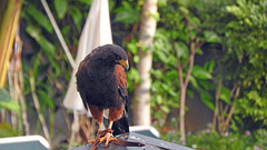 Harris Hawk