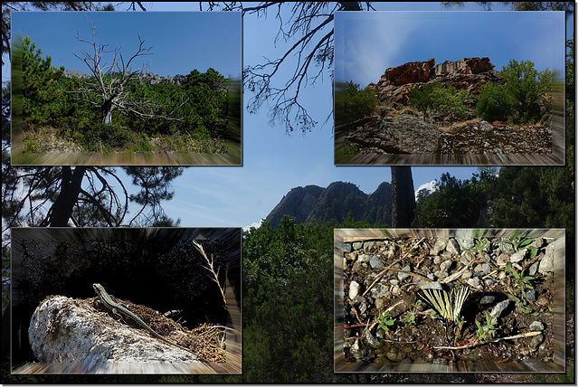 Corse nature ~ Corsica natura