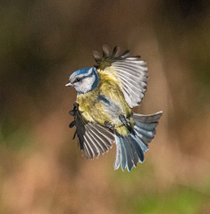 Blue tit