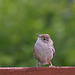 House Wren